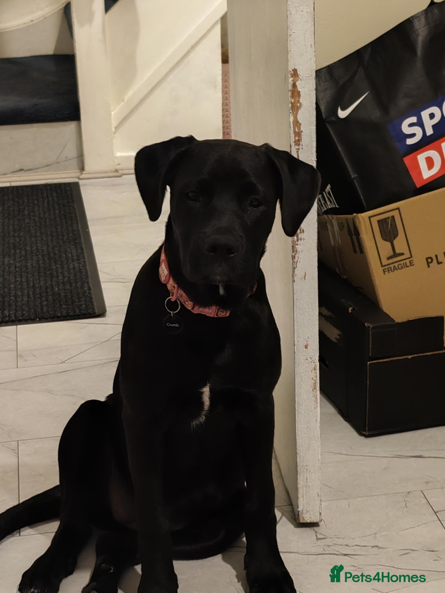 Mixed Breed dogs North American Mastiff X rottie  - Advert 1