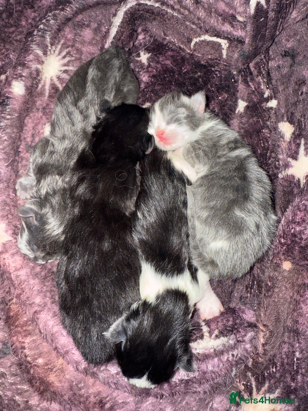 British Longhair cats for sale: British Longhair x kittens for sale - Advert 5