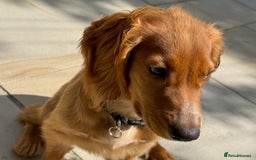 Cocker Spaniel dogs for sale: UNIQUE OPPORTUNITY TO OWN A 4 MONTH TRAINED PUPPY! in Ottery Saint Mary - Image 2