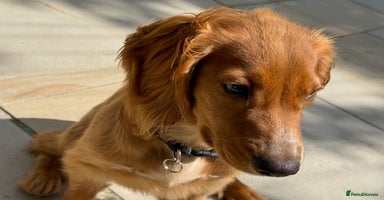 Cocker Spaniel dogs in Ottery Saint Mary - Advert 6
