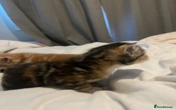 Mixed Breed cats for sale: 3 beautiful fluffy kittins  - Image 12