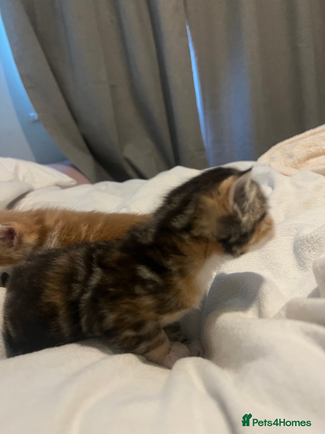 Mixed Breed cats for sale: 3 beautiful fluffy kittins  - Image 12