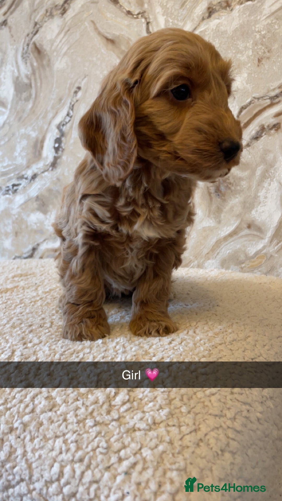 Cockapoo dogs for sale: Cockapoo puppies 🐾  - Image 4