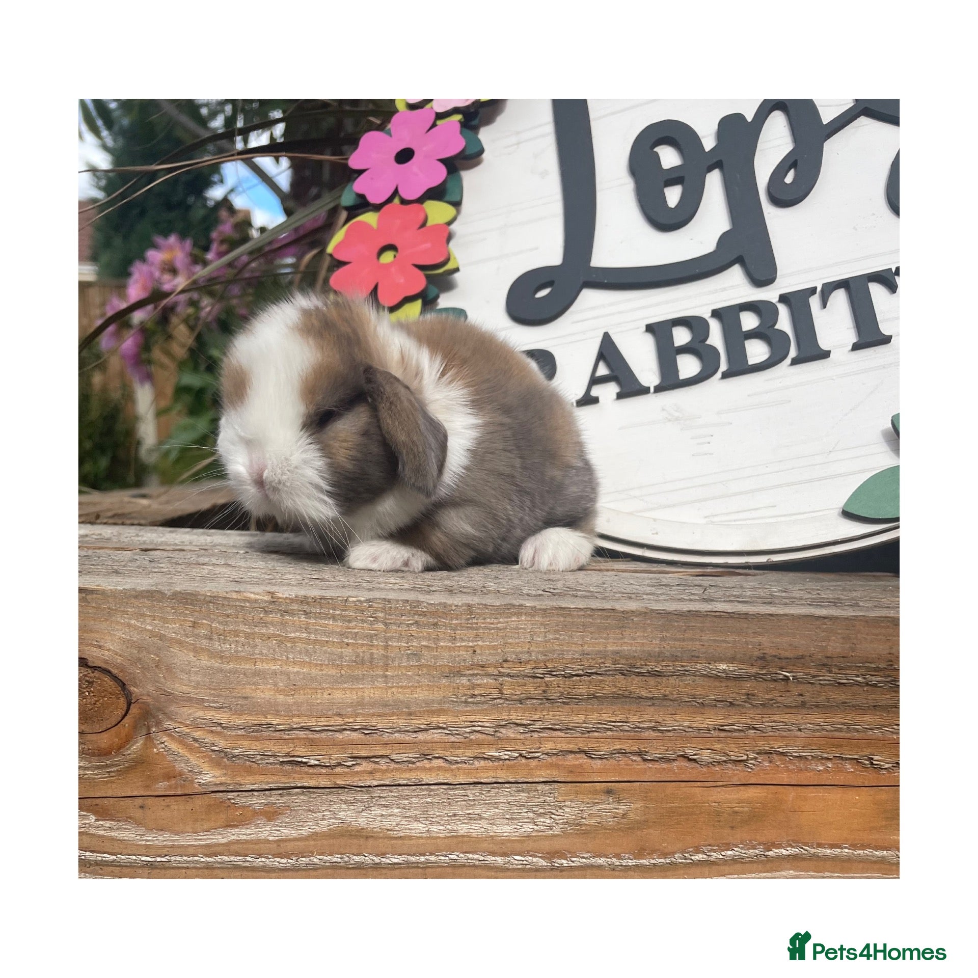 Mini Lop rabbits Beautiful mini lops  - Advert 1