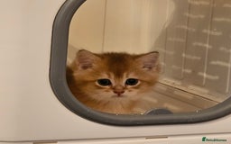 British Shorthair cats for sale: BSH BLUE AND BSH GOLD KITTENS Ready now! - Image 35