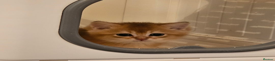 British Shorthair Kitten 1