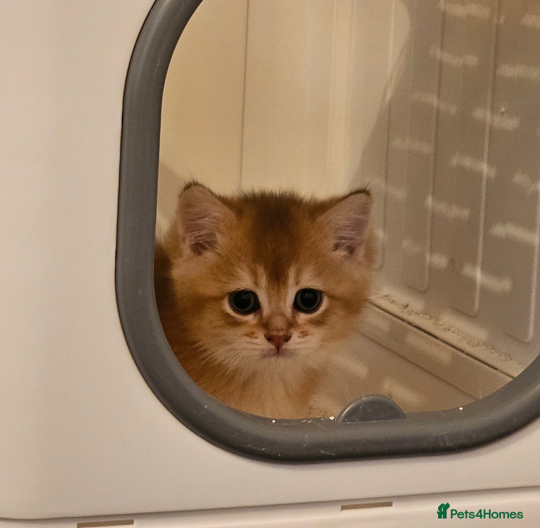 British Shorthair cats for sale: BSH BLUE AND BSH GOLD KITTENS Ready now! - Image 35