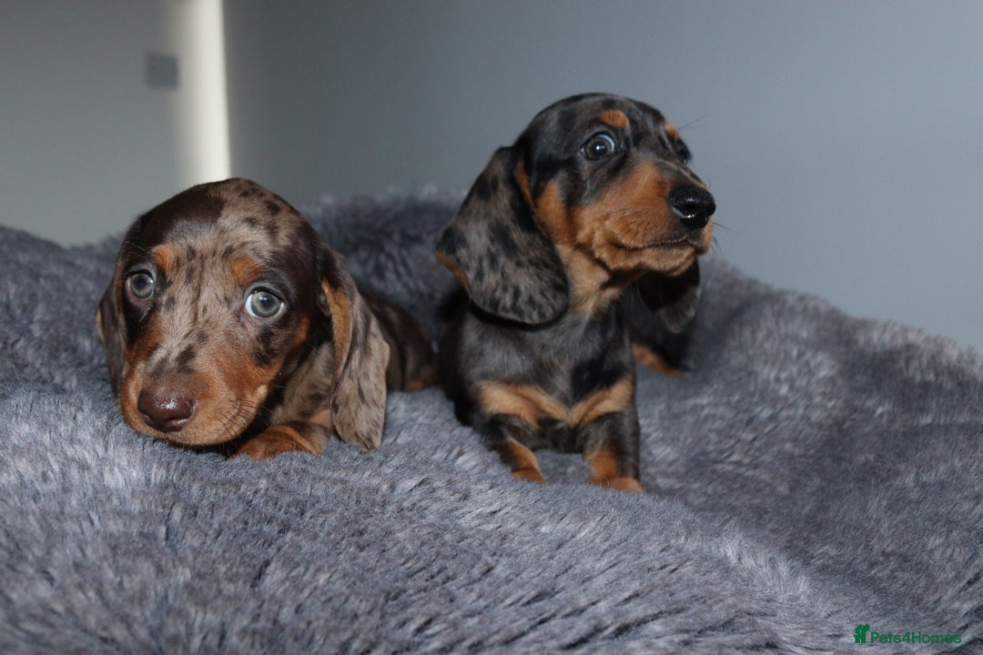 Miniature Dachshund dogs for sale: Stunning Miniature dachshunds  - Image 3
