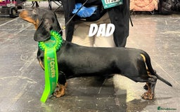 Dachshund dogs for sale: READY TO GO 🐶 Beautiful standard dachshund pups  - Image 5
