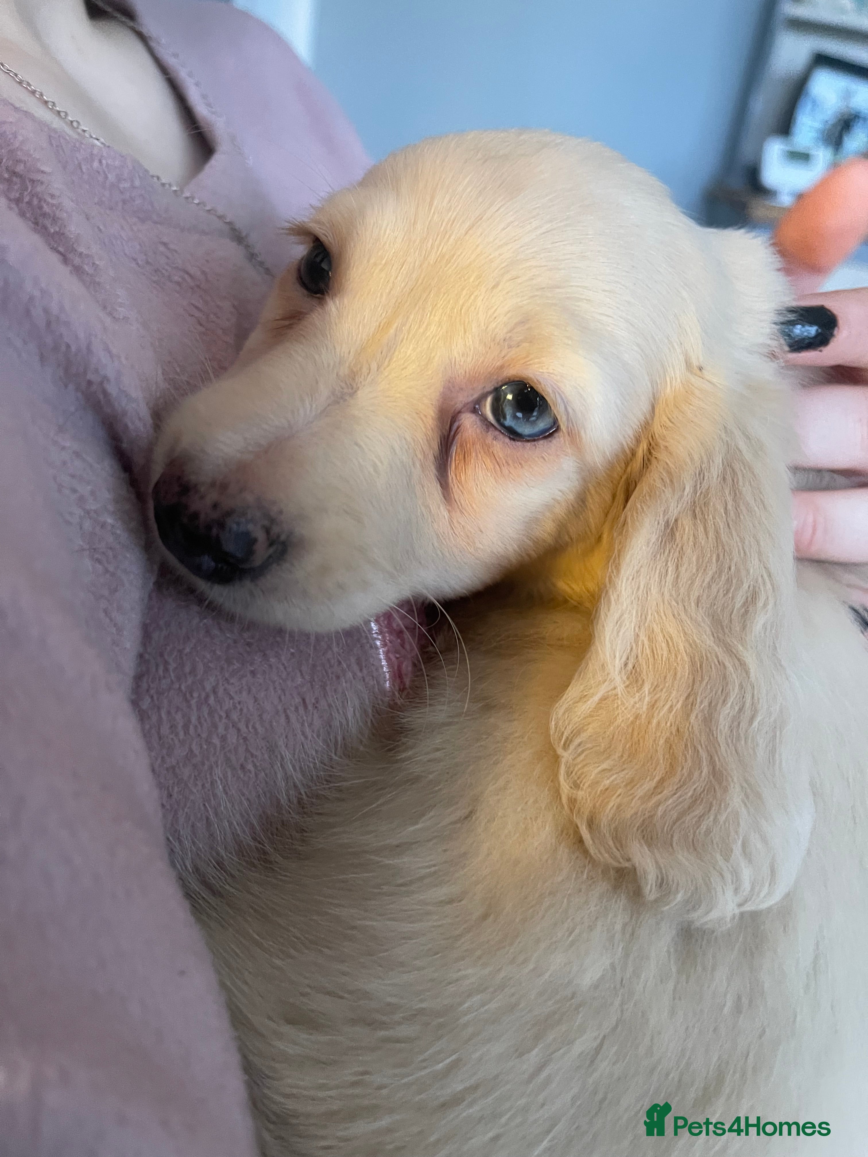 Miniature Dachshund dogs Kc pra clear mini long dachshund pups - Advert 8