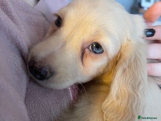 Miniature Dachshund dogs Kc pra clear mini long dachshund pups - Advert 8