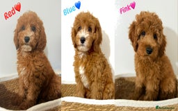 Cockapoo dogs for sale: Only 1 left - Handsome male Red F1B Cockapoo - Image 20