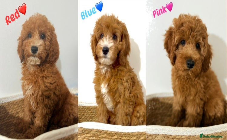 Cockapoo dogs - Advert 1