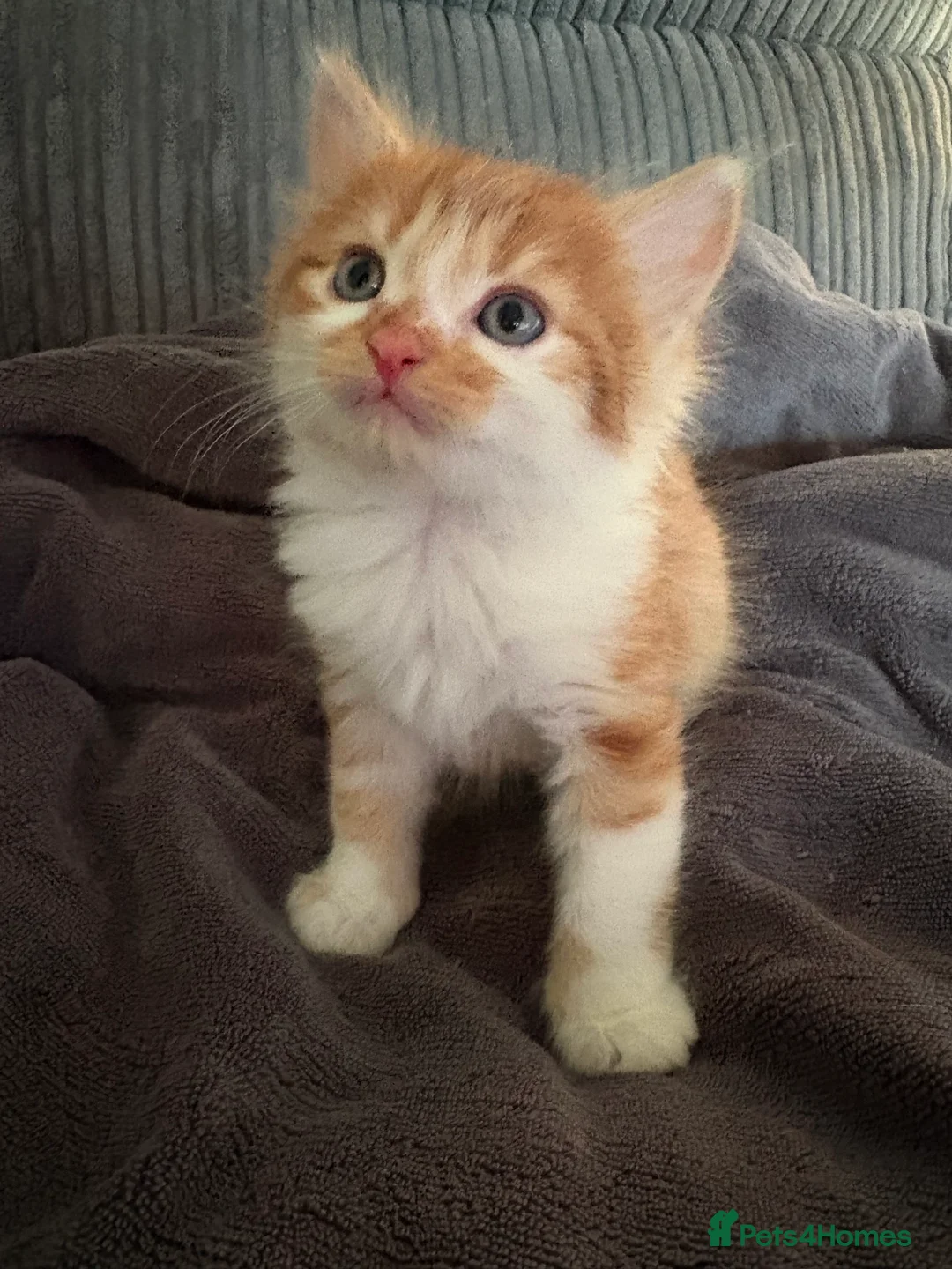 Mixed Breed cats for sale: 4 gorgeous kittens  - Advert 14