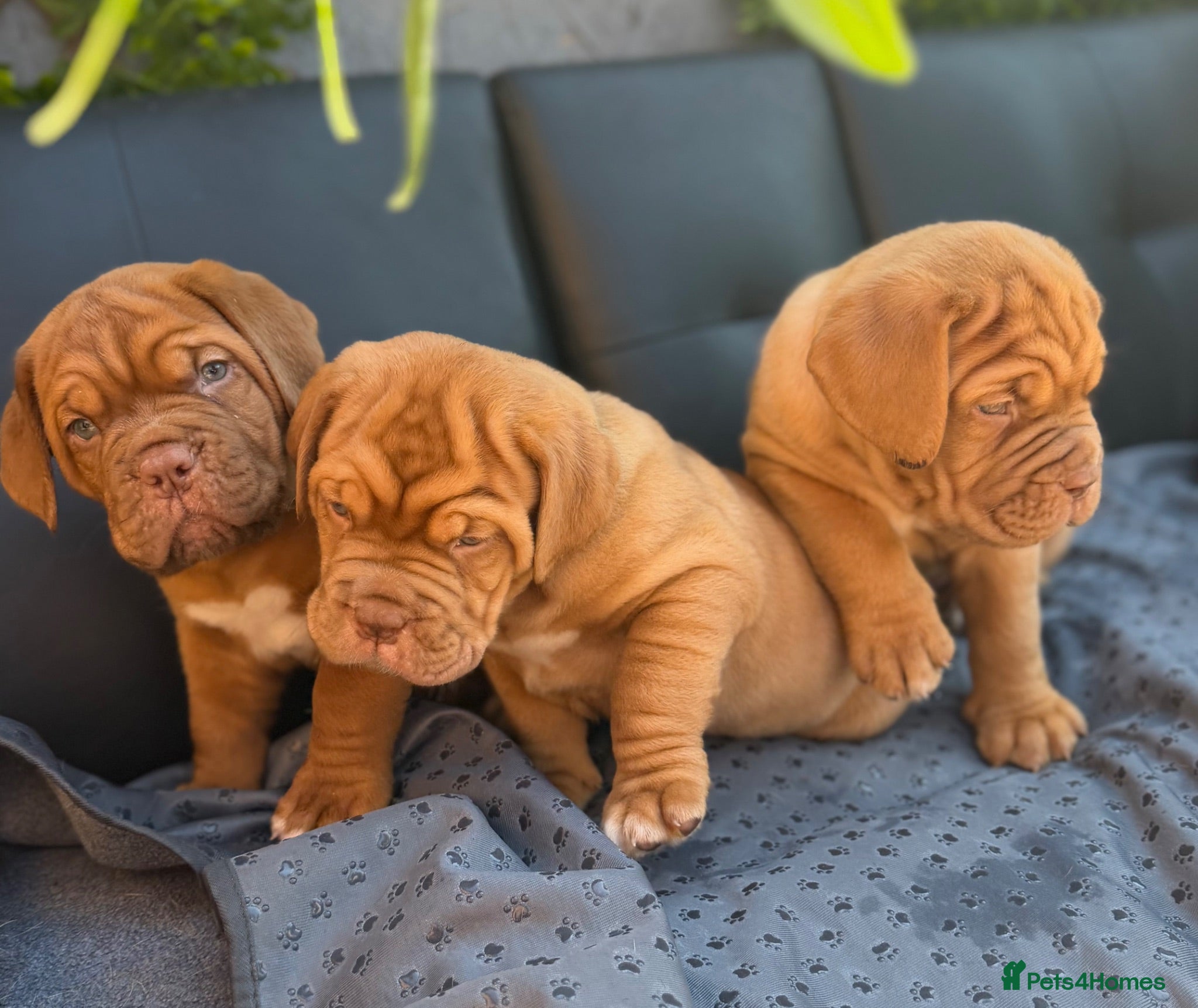 Dogue De Bordeaux dogs KC Dogue de Bordeaux Puppies with champions.  - Advert 10