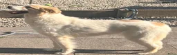 Mixed Breed dogs for sale: Meet this gorgeous gentle girl, Ada in Swadlincote - Advert 5