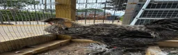 Chickens poultry for sale: Bearded silkie cockerel/ cocoo  - Advert 5