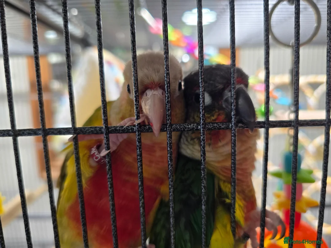 Conures birds for sale: Pair of green cheeked conures  - Advert 5
