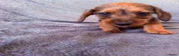 Miniature Dachshund dogs for sale: Beautiful wire miniature dachshund puppies 4 sale - Advert 22