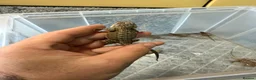 Bearded Dragon reptiles for sale: Beautiful Baby Bearded Dragons Available - Advert 7