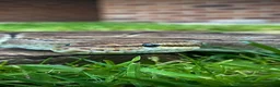 Python Snake reptiles for sale: Female Python in Telford - Advert 5