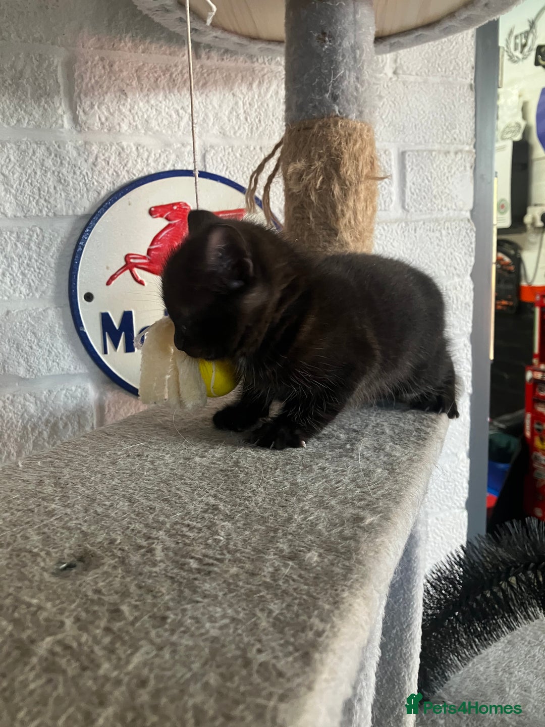 Mixed Breed cats for sale: 3 beautiful kittens  - Image 11