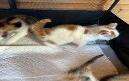 Mixed Breed cats for sale: Baby kittens for sale - Image 3