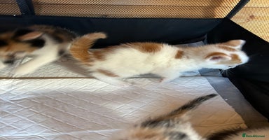 Mixed Breed cats - Advert 10