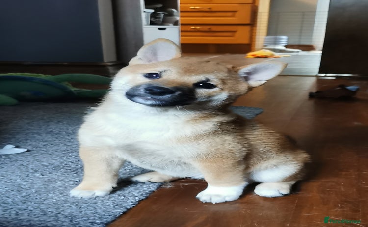 Japanese Shiba Inu dogs - Advert 1