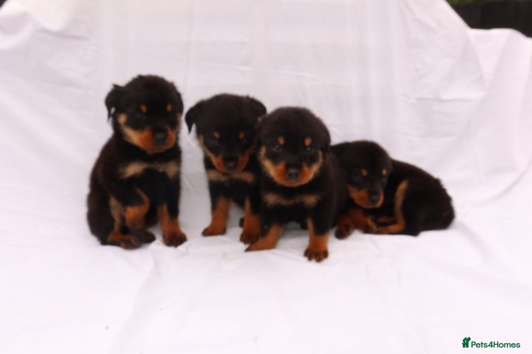 Rottweiler dogs for sale: Rottweiler puppy  - Image 8