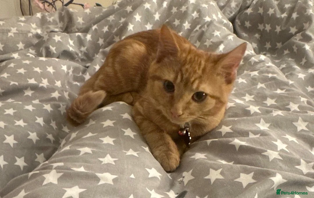 Domestic Shorthair cats for sale: Ginger Kitten for sale in Orpington - Advert 1
