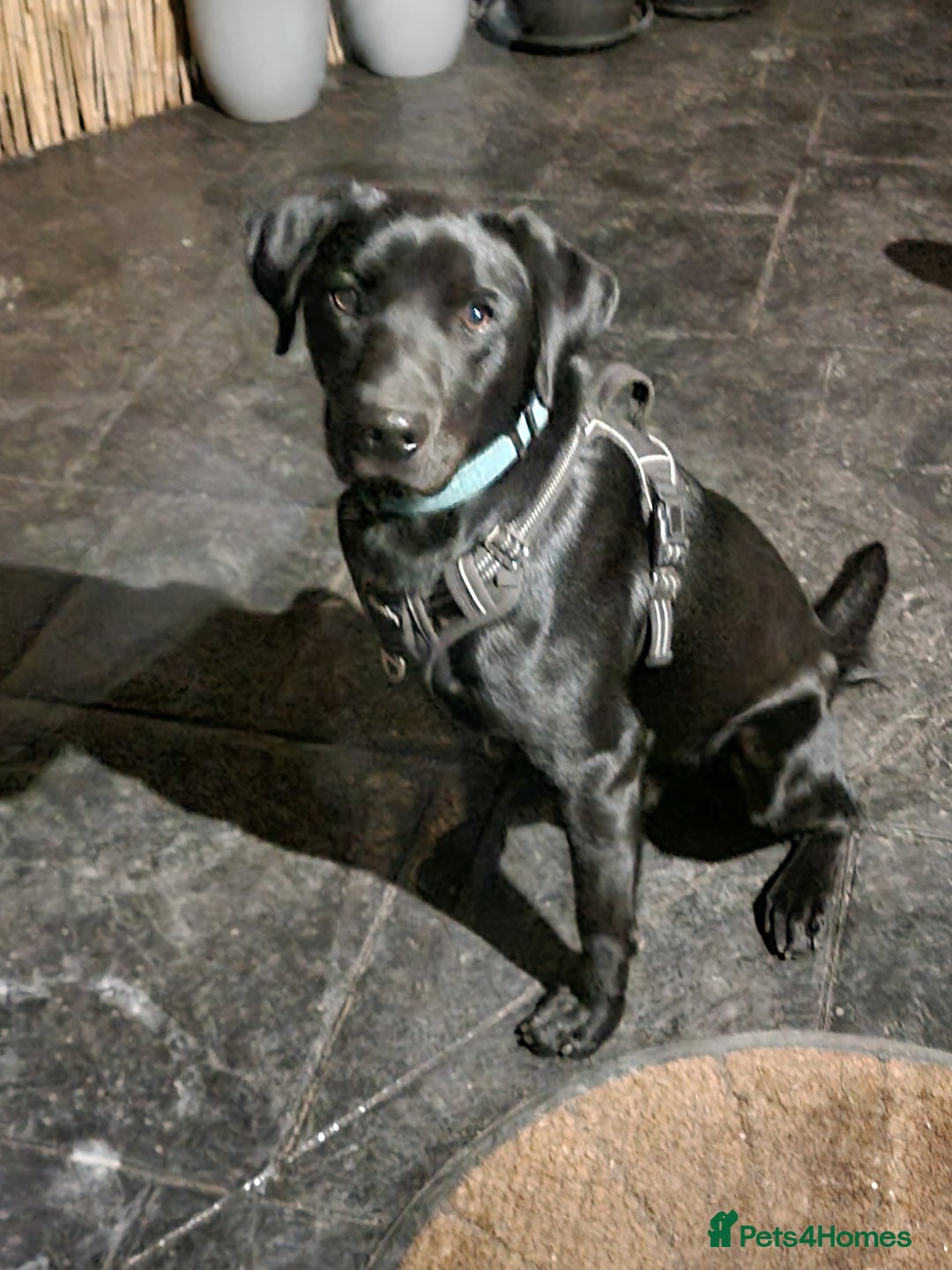 Labrador Retriever dogs for sale: 1 year old male Labrador Retriver - Advert 5