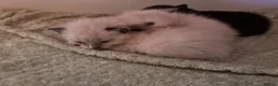 Mixed Breed cats for sale: Beautiful calico and pointed kittens in Woodbridge - Advert 10