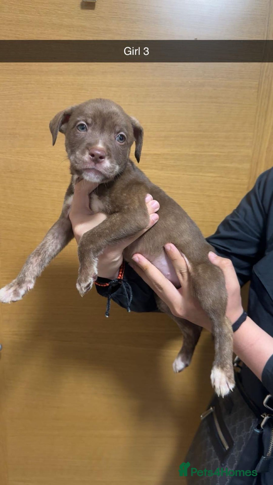 Mixed Breed dogs for sale: Puppies for sale  - Image 8