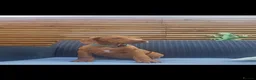 Rhodesian Ridgeback dogs for sale: Beautiful Rhodesian Ridgeback Puppies  - Advert 6