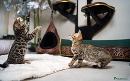 Bengal cats for sale: BABETTE-LAST available girl from the litter-TICA  - Image 28