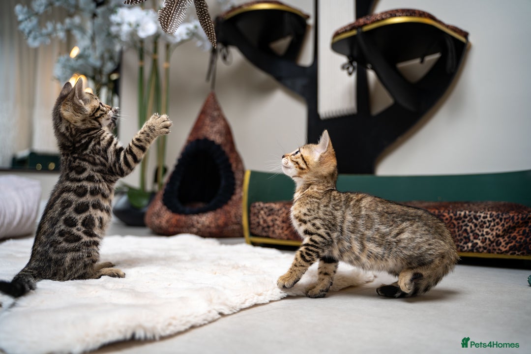 Bengal cats for sale: BABETTE-LAST available girl from the litter-TICA  - Image 28