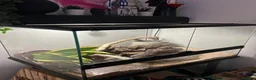 Corn Snake reptiles for sale: Adult Corn Snake & Full Setup - Advert 2