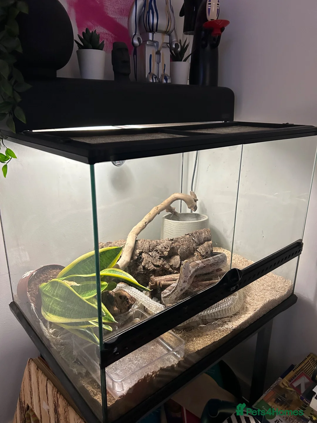 Corn Snake reptiles for sale: Adult Corn Snake & Full Setup - Advert 2