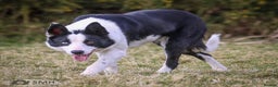 Border Collie dogs for sale: Lovely Border Collie Bitch – "Whisk" 16 Months Old - Advert 4