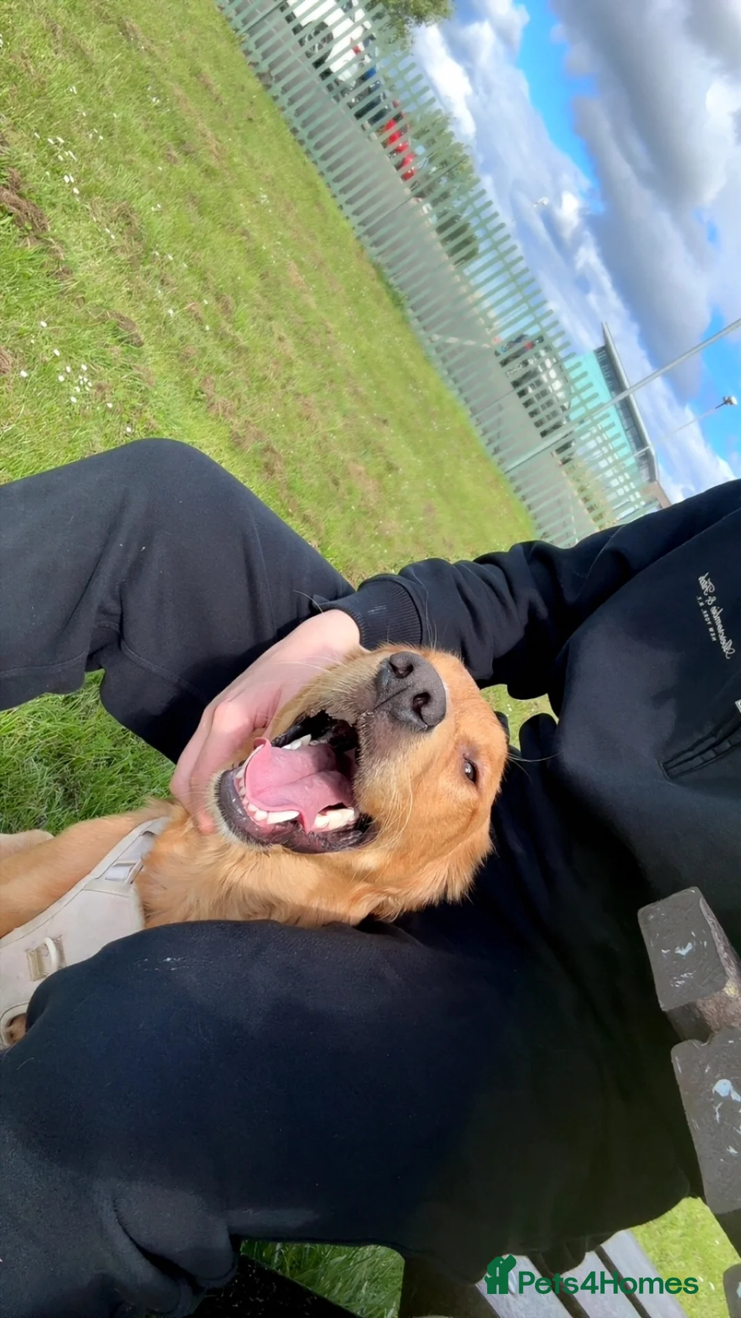 Golden Retriever dogs for sale: Male Golden Retriever 11 Months Old - Advert 2