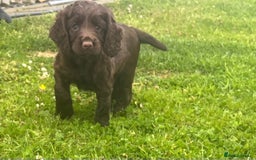 Cocker Spaniel dogs for sale: Working Cocker spaniel pups - Image 12