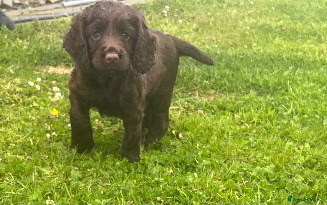 Cocker Spaniel dogs for sale: Working Cocker spaniel pups - Image 12