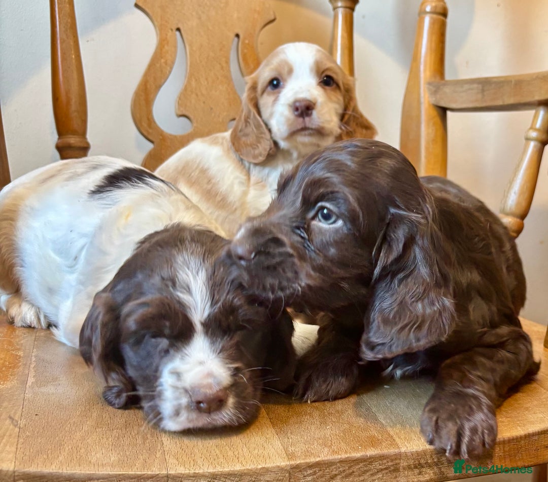 Cocker Spaniel dogs for sale: READY NOW lovely cocker spaniel pups  - Advert 7