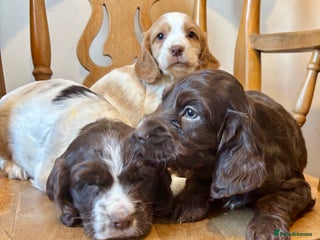 Cocker Spaniel dogs lovely cocker spaniel pups - Advert 6