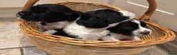 English Springer Spaniel dogs for sale: Beautiful ESS puppies, excellent pedigree  - Advert 16
