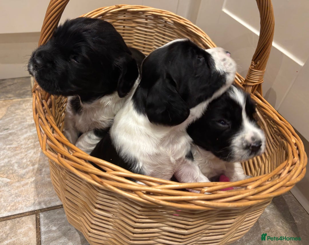 English Springer Spaniel dogs for sale: Beautiful ESS puppies, excellent pedigree  - Advert 16