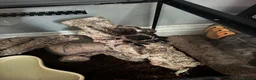 Spiders invertebrates for sale: Brazilian Salmon Pink Birdeater in Rossendale - Advert 1