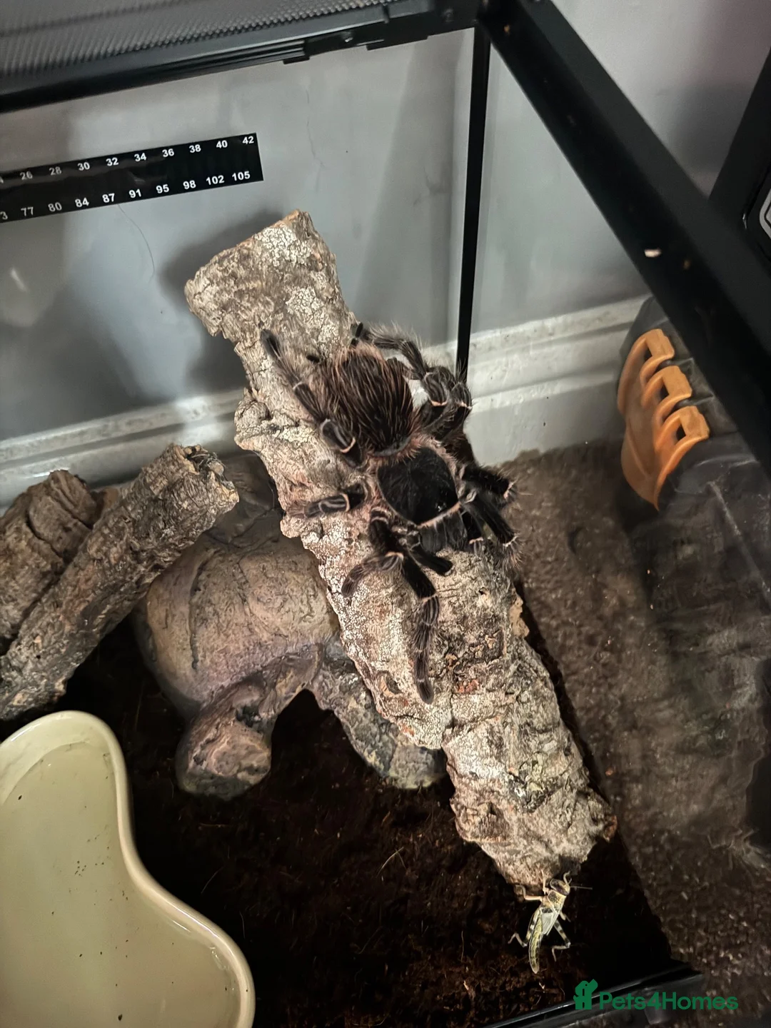 Spiders invertebrates for sale: Brazilian Salmon Pink Birdeater in Rossendale - Advert 1