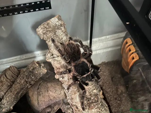 Spiders invertebrates for sale: Brazilian Salmon Pink Birdeater - Advert 1